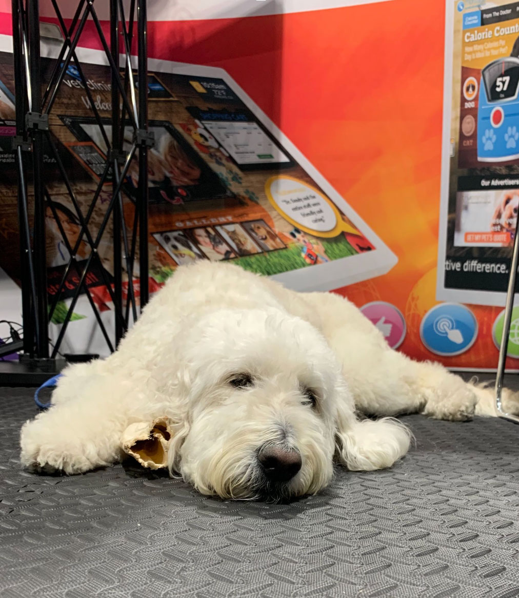 Dog sleeping